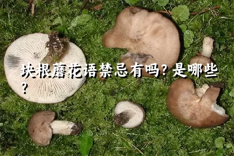 块根蘑花语禁忌有吗？是哪些？