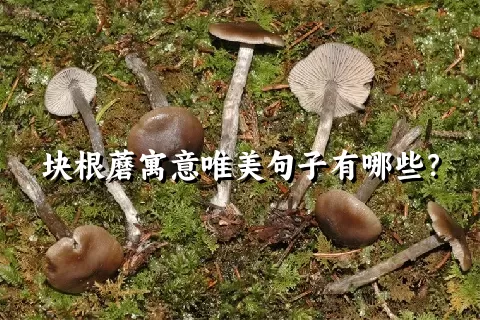 块根蘑寓意唯美句子有哪些？