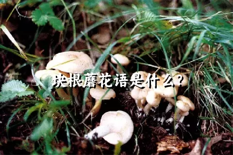 块根蘑花语是什么？