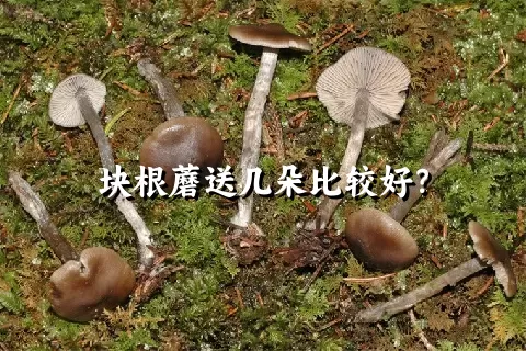 块根蘑送几朵比较好？