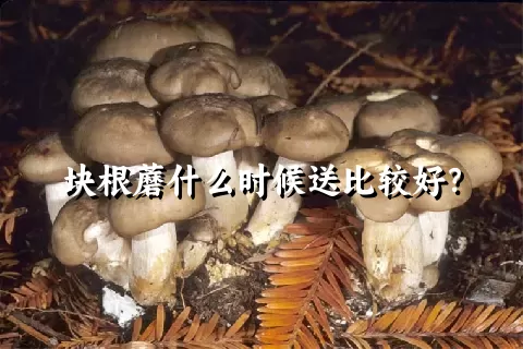 块根蘑什么时候送比较好？