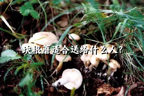 块根蘑适合送给什么人？