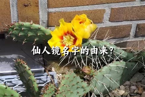 仙人镜名字的由来？