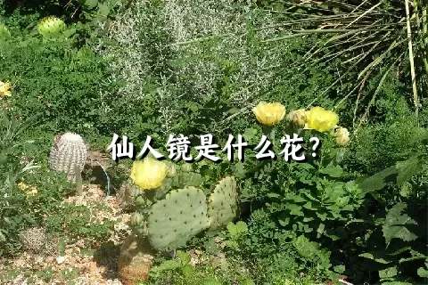 仙人镜是什么花？