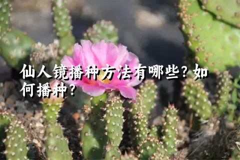 仙人镜播种方法有哪些？如何播种？