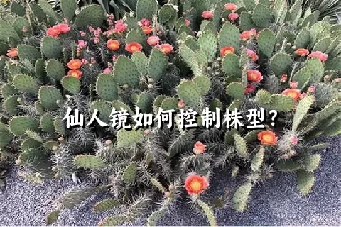 仙人镜如何控制株型？