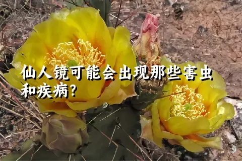 仙人镜可能会出现那些害虫和疾病？