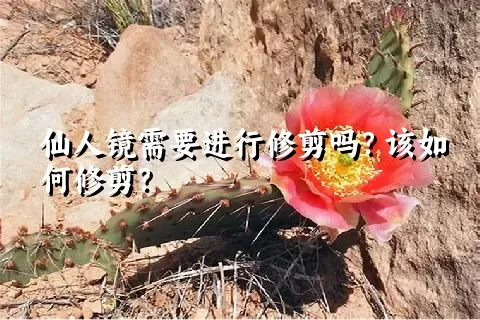 仙人镜需要进行修剪吗？该如何修剪？