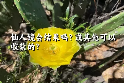 仙人镜会结果吗？或其他可以收获的？