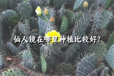 仙人镜在哪里种植比较好？