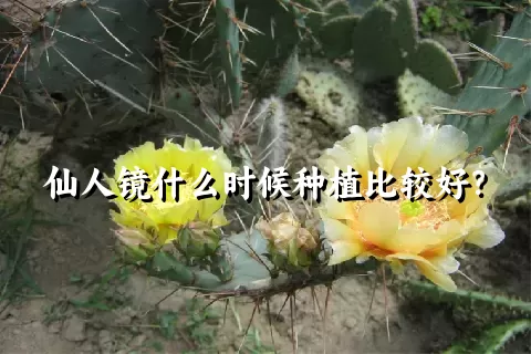 仙人镜什么时候种植比较好？