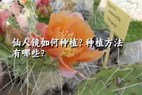 仙人镜如何种植？种植方法有哪些？