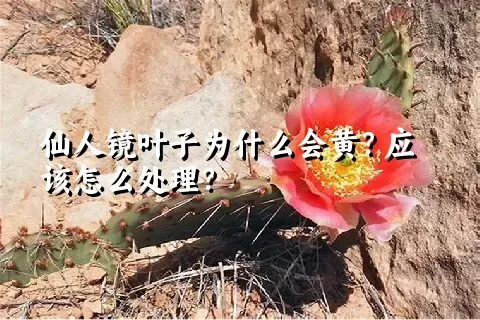 仙人镜叶子为什么会黄？应该怎么处理？