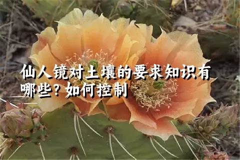 仙人镜对土壤的要求知识有哪些？如何控制