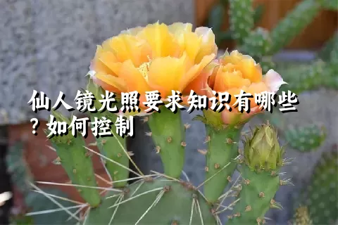 仙人镜光照要求知识有哪些？如何控制