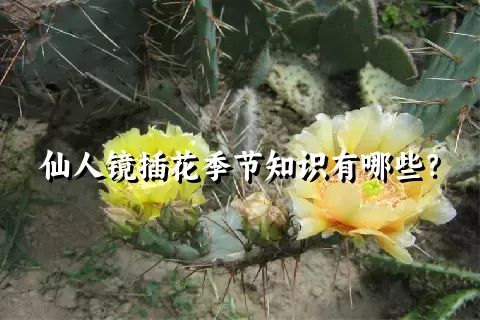 仙人镜插花季节知识有哪些？