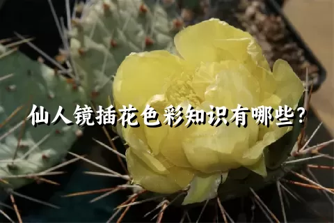 仙人镜插花色彩知识有哪些？