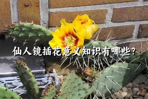 仙人镜插花意义知识有哪些？