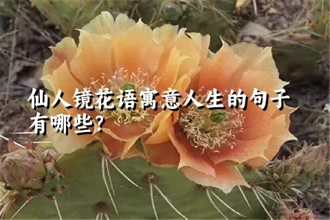 仙人镜花语寓意人生的句子有哪些？