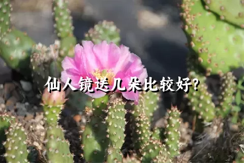 仙人镜送几朵比较好？