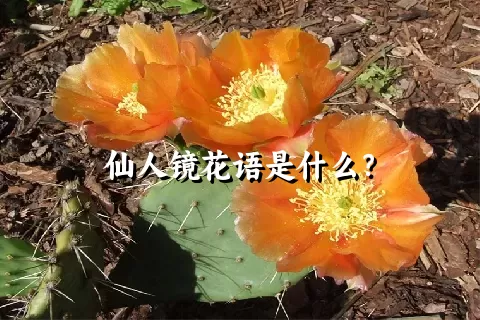 仙人镜花语是什么？