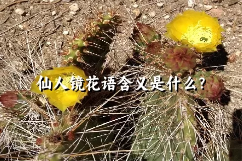 仙人镜花语含义是什么？