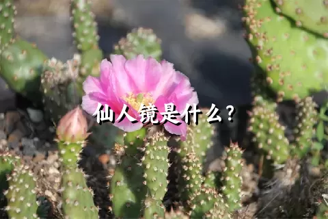 仙人镜是什么？