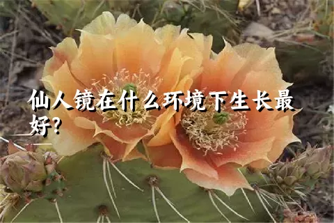 仙人镜在什么环境下生长最好？