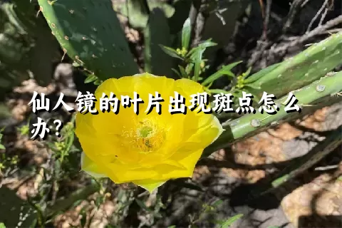 仙人镜的叶片出现斑点怎么办？