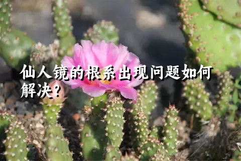 仙人镜的根系出现问题如何解决？