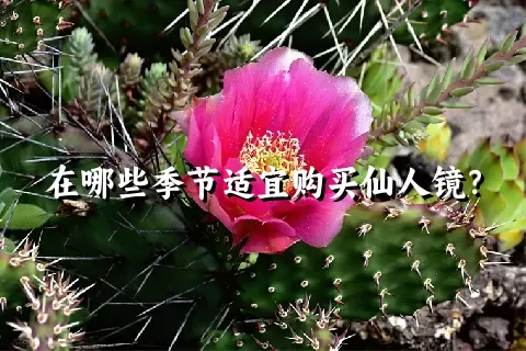 在哪些季节适宜购买仙人镜？