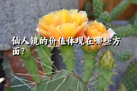 仙人镜的价值体现在哪些方面？