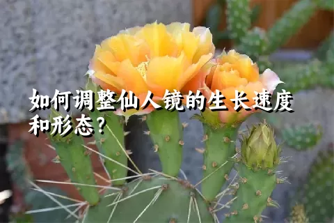 如何调整仙人镜的生长速度和形态？