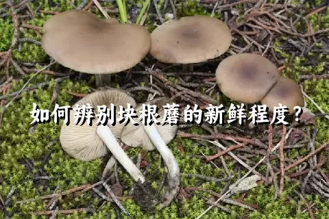 如何辨别块根蘑的新鲜程度？