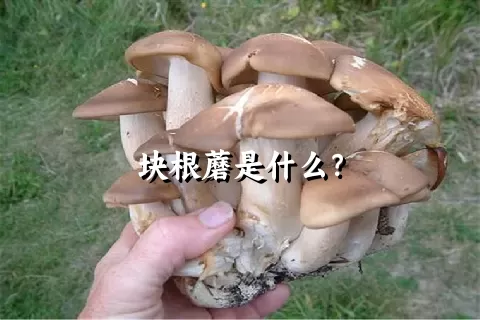 块根蘑是什么？