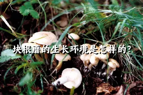 块根蘑的生长环境是怎样的？