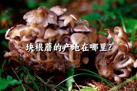 块根蘑的产地在哪里？