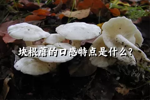 块根蘑的口感特点是什么？