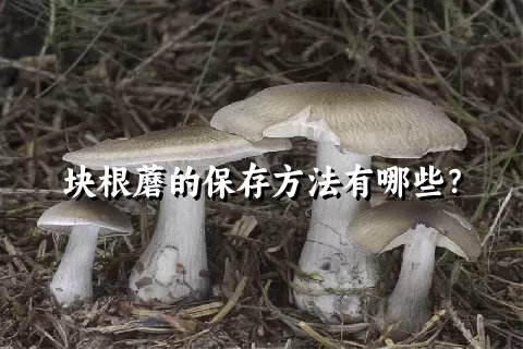 块根蘑的保存方法有哪些？