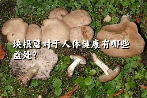 块根蘑对于人体健康有哪些益处？