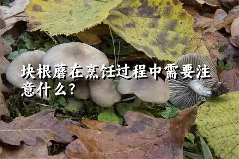 块根蘑在烹饪过程中需要注意什么？