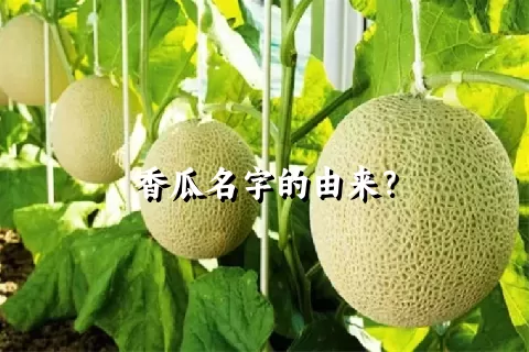 香瓜名字的由来？