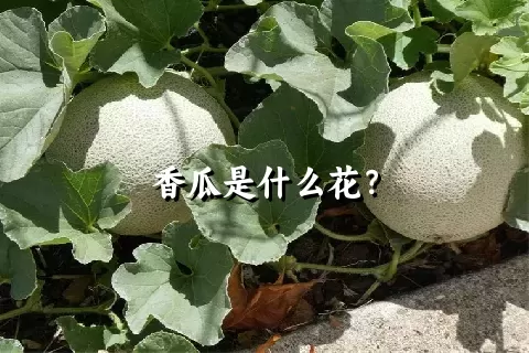 香瓜是什么花？