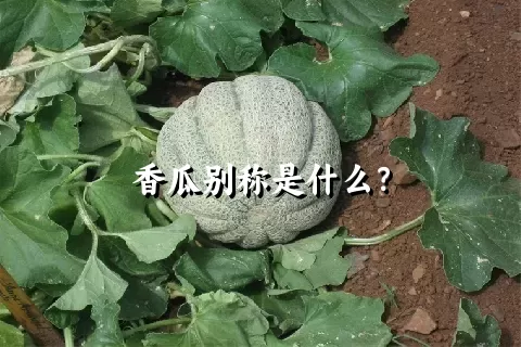 香瓜别称是什么？