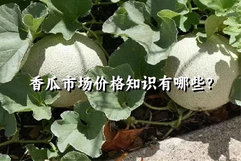 香瓜市场价格知识有哪些？