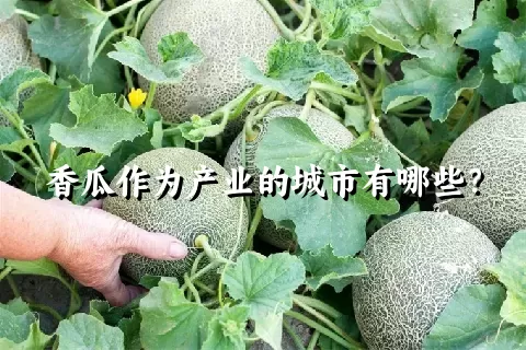 香瓜作为产业的城市有哪些？