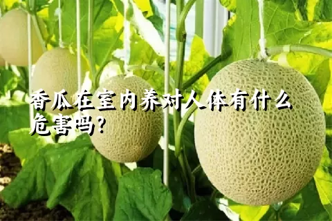 香瓜在室内养对人体有什么危害吗？