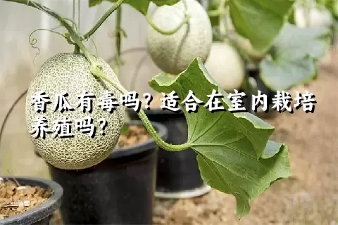 香瓜有毒吗？适合在室内栽培养殖吗？