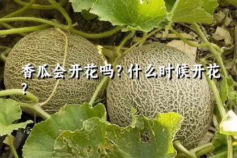 香瓜会开花吗？什么时候开花？