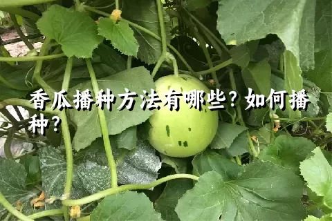 香瓜播种方法有哪些？如何播种？